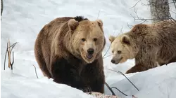 Wolf vs Bear