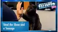 World's Most Talented Pets