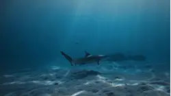 Nat Geo gets up close with hammerhead sharks