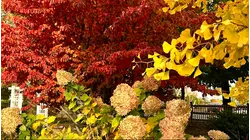 Fall foliage outlook 2026: More color than last year, but will it be worth a road trip?