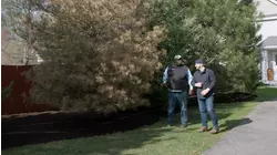 Tree Diagnosis, Home Checklist