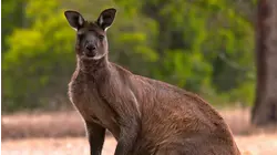 Animals Gone Wild