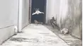 Animals Unscripted