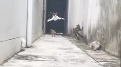 Snow Problem