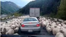 You Wheely Should Stop