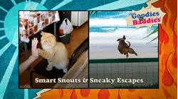 Goodies VS. Baddies | Smart Snouts & Sneaky Escapes