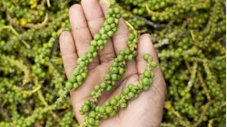 Why Kampot Pepper Is So Expensive