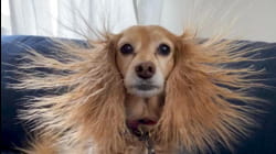 Best Pets of the Month | Ep. 3.2