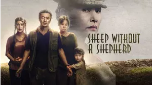 Sheep Without A Shepherd