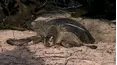 Baby Animals in the Wild