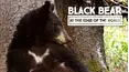 Black Bear: At the Edge of the World