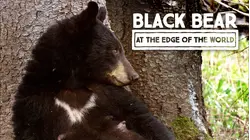 Black Bear: At the Edge of the World