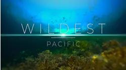 Reefs