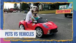 Pets VS. Vehicles