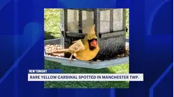 One-in-a-million yellow cardinal stuns Ocean County family