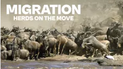Migrations - Herds on the Move