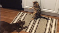 Curious Cats