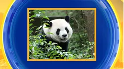 Exclusive first look at 2 giant pandas coming to US