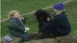 Dog Walking