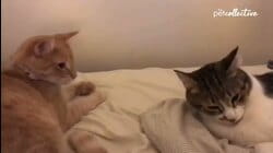 Tabby Cats Are The Best!!!