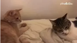 Tabby Cats Are The Best!!!