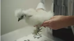 Hearts, Hounds and Hens