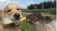 We Heart Animals