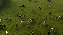 Cows