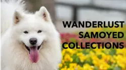Wanderlust Samoyed Collections