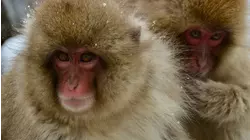 Nature Scenes Baby Animals: Baby Snow Monkey, Moose and Rhea Chicks