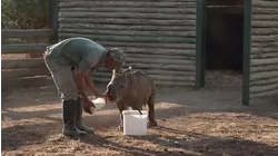 The History of Poaching