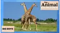 The Animal Breakdown