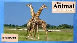 The Animal Breakdown | Big Boys