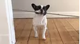 Animals Unscripted