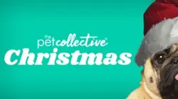 The Pet Collective Special