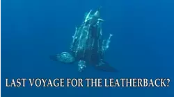 Last Journey for the Leatherback?