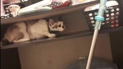 Best Pet Of The Month (January 2022)