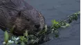 World's Wildest City: Anchorage