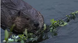 Beaver Lumberjacks