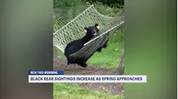 Bear down: What to do if you see a bear