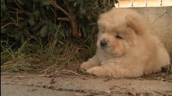 Puppy Love | Ep. 1.8