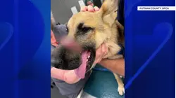 Young German shepherd rescued after being found with mouth taped shut