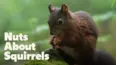 Nuts About Squirrels