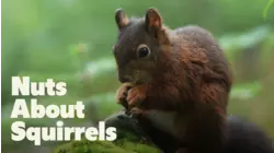 Nuts About Squirrels