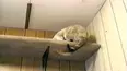 Funniest Pets & People
