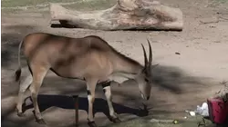 La magia de la navidad llega al Zoológico de Guadalajara
