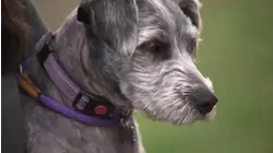 Dog hospitalized after ingesting meth at Los Alamitos park