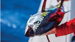Tuna at Hawks Cay