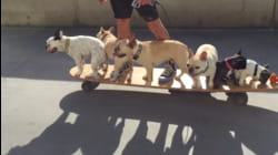 Sk8r Good Boi