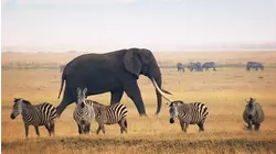 Grassland Animals